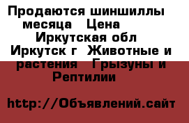 Продаются шиншиллы 2,5 месяца › Цена ­ 2 500 - Иркутская обл., Иркутск г. Животные и растения » Грызуны и Рептилии   